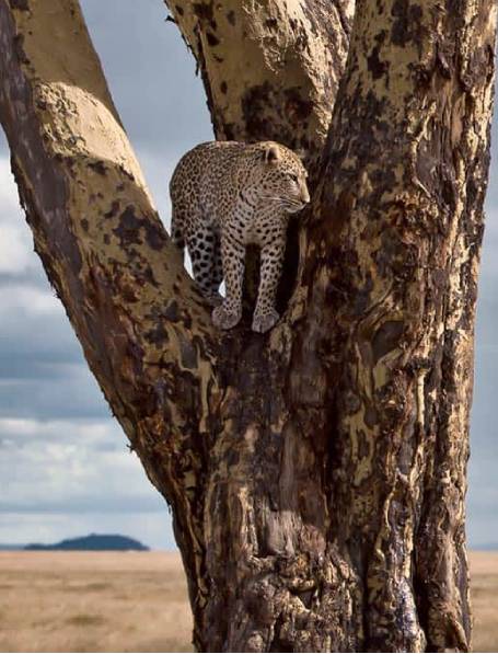 Day 3: Serengeti National Park Day 3: Serengeti National Park